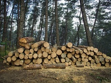 СТУ: стоимостной объем экспорта леса снизился на 10%, физический — на 13%