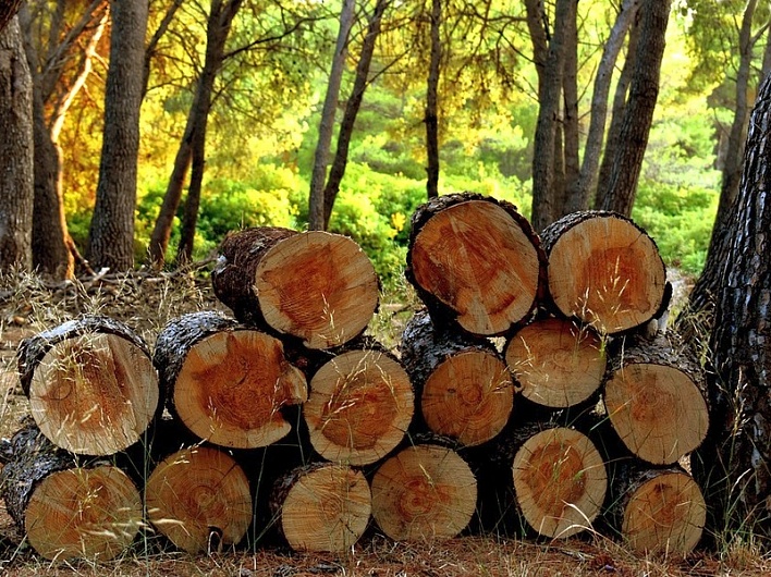 Правительство вводит с 1 июля новые пошлины на вывоз лесоматериалов