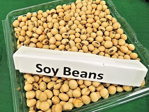 С 1 июля экспортная пошлина на соевые бобы составит 20%